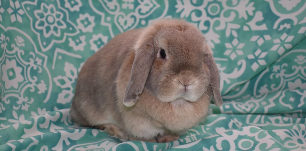 Genevieve at Hot Cross Buns: solid cream Holland Lop does on teal and white background