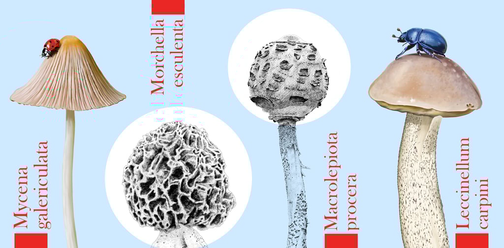 Mushroom illustrations