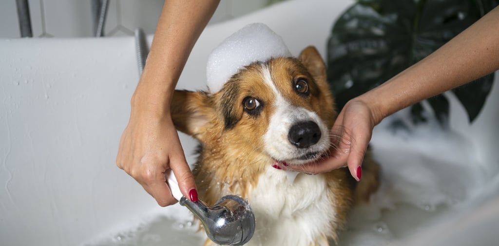 shampooing your dog