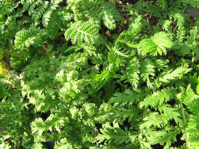 Catinga De Mulata