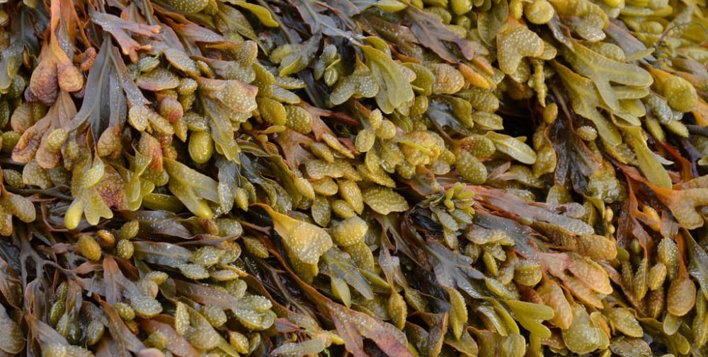 Fucus Vesiculosus: O Que É, Para Que Serve e Principais Benefícios