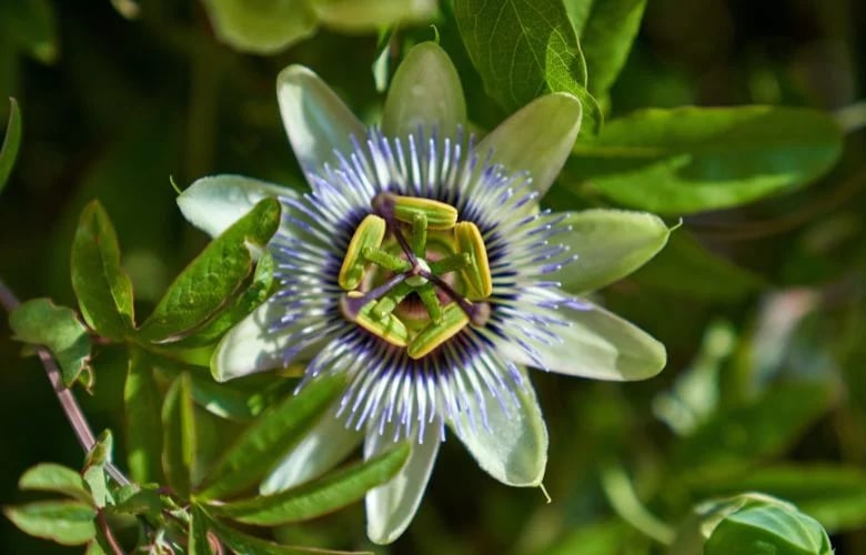 Passiflora: Como Consumir e Para que Serve