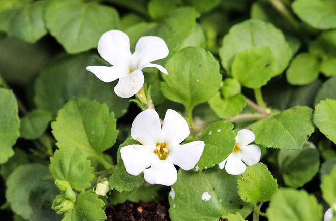 Bacopa Monnieri: O Que é, Para Que Serve e Benefícios