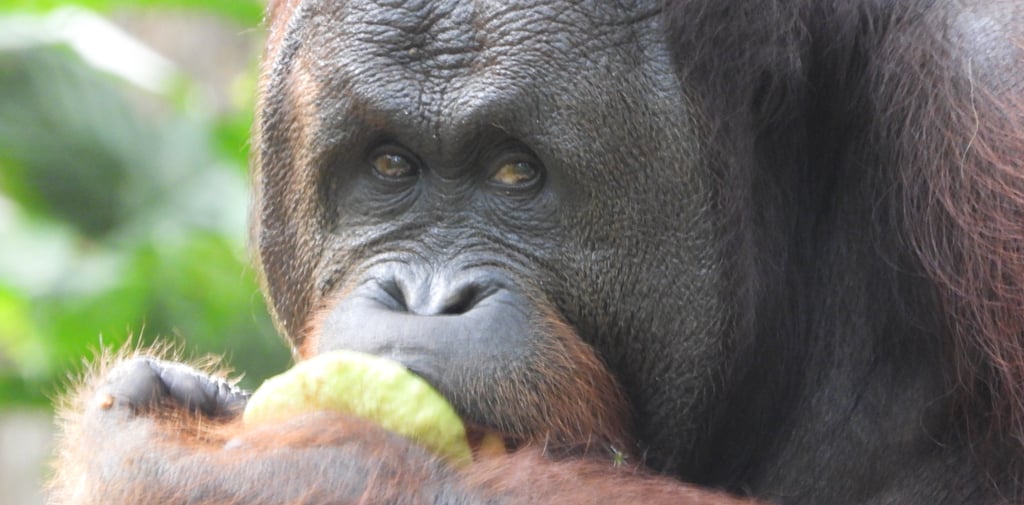 a large male Orang Utan enjoying fig