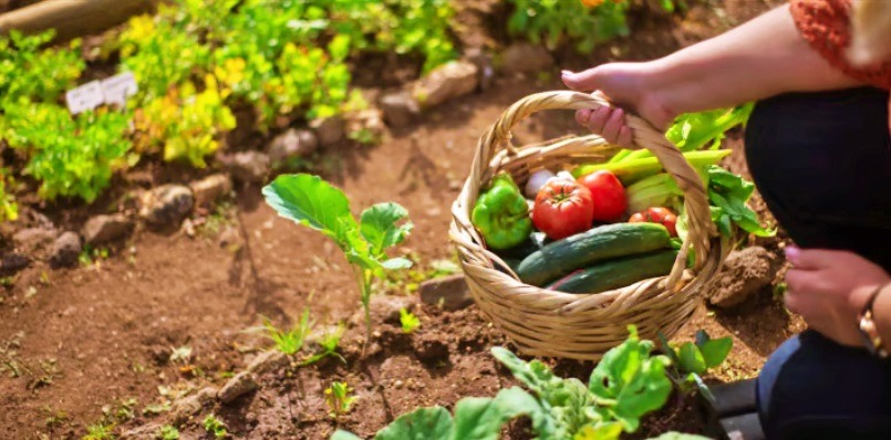 mulher colhendo verduras, frutas e alimentos do jardim regenerativo