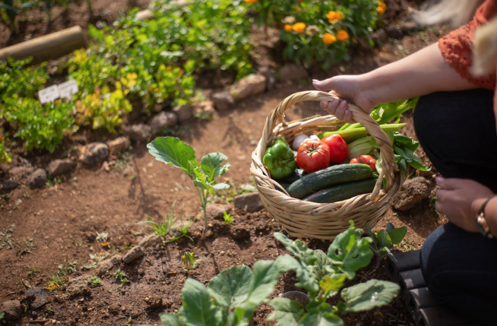 Pessoa colhendo vegetais frescos em horta regenerativa com solo coberto, folhas verdes e cesta com 