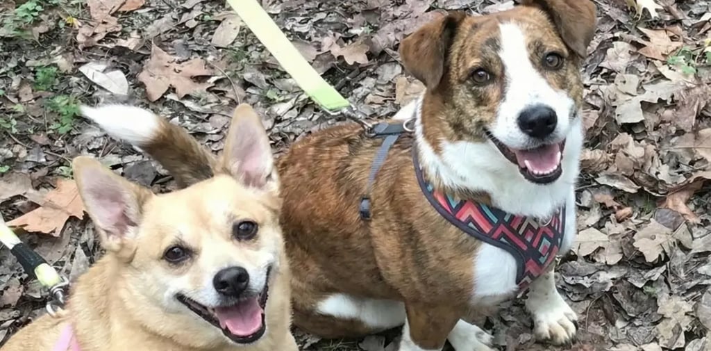 Macie and Mindy ready for their first RV road trip — Horacio & Visconti