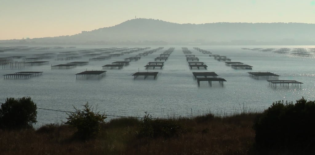 Oyster tables on the Etang de Thau
