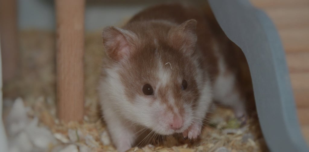 a small brown and white hamster in a cage