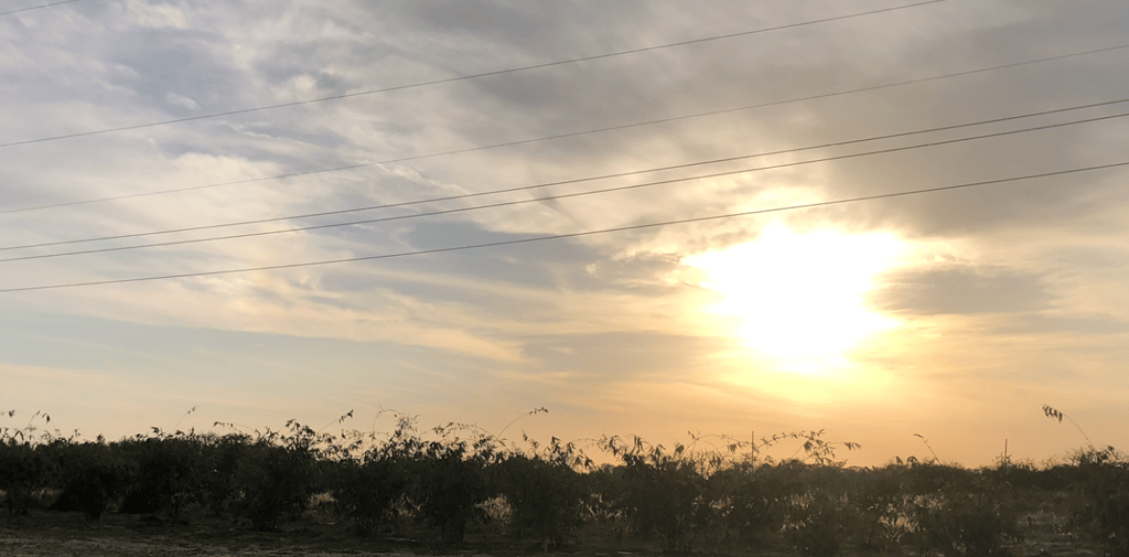 Bamboo trees with a sunset view behind them