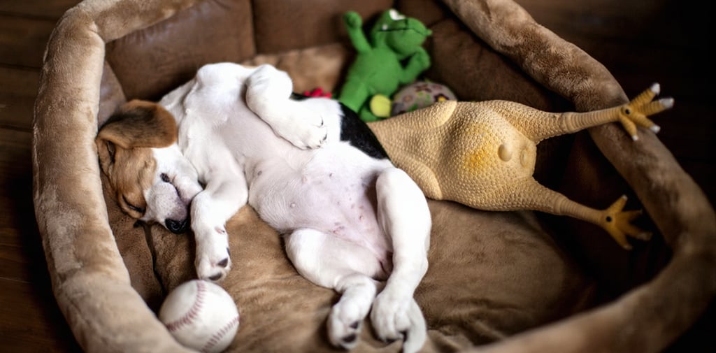 Beagle puppy slaapt diep in een comfortabele bruine hondenmand tussen zijn speelgoed.