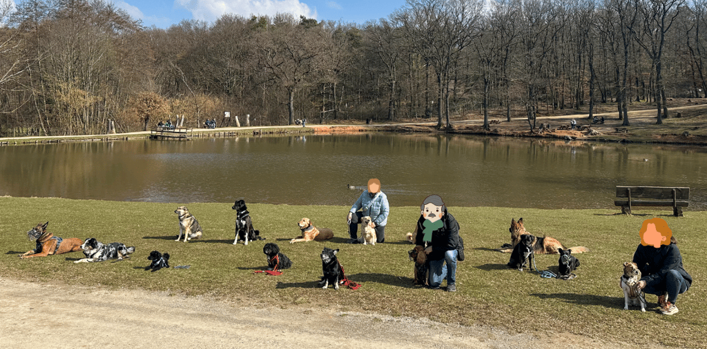 Social Walk Düren - Gruppenfoto mit 15 Hunden