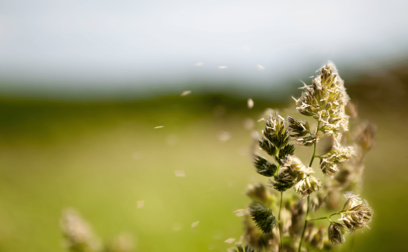 Flowery field releasing pollen into the air, a common trigger for seasonal allergies.