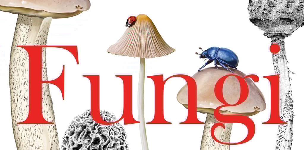 Mushroom illustrations