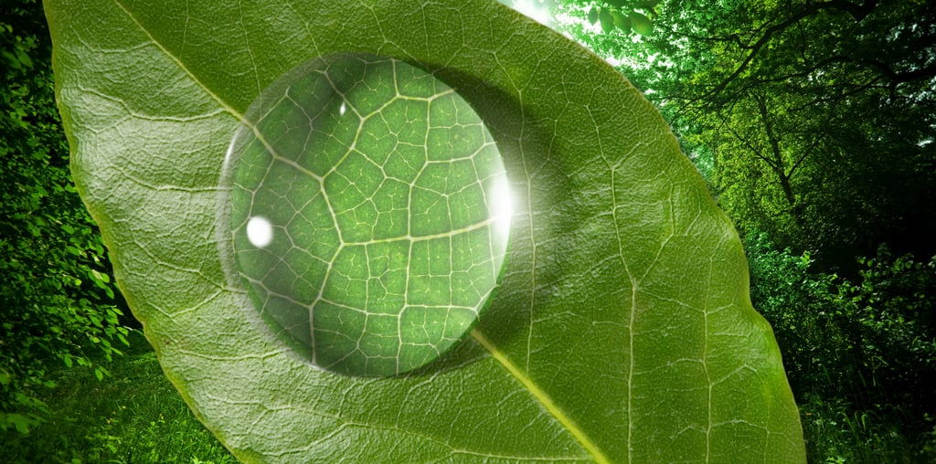 Leaf and water droplet showing details in zoom.