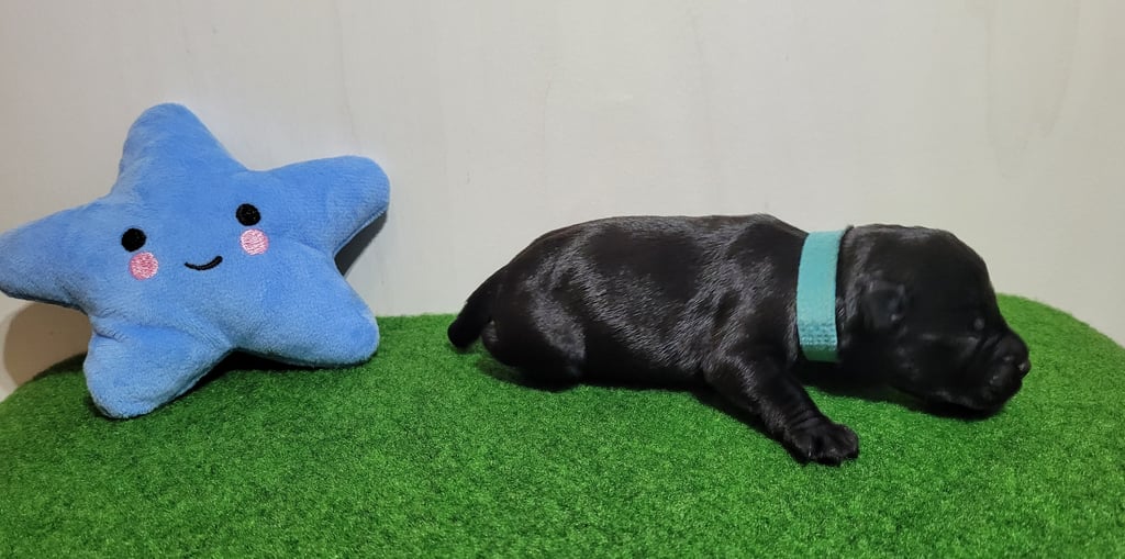 Chiot Schnauzer en action