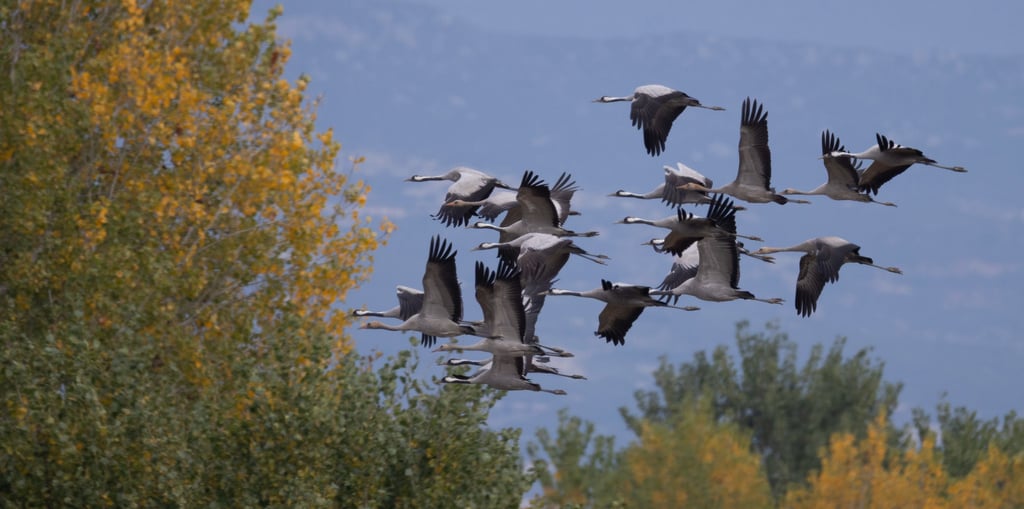 cranes flying at kerkini lake
