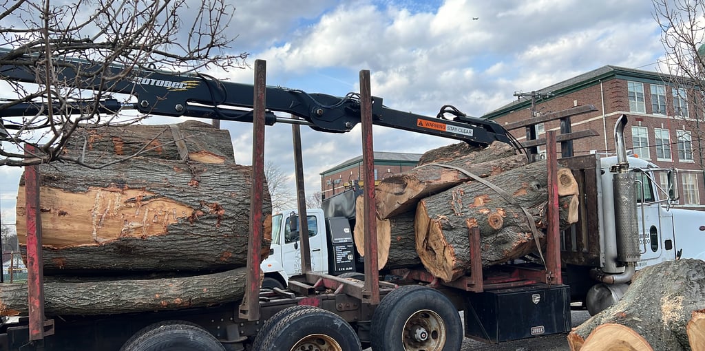 tree removal new jersey