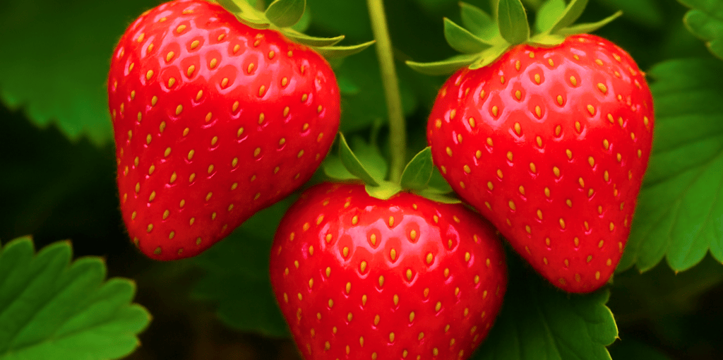 picture of three strawberries on the vine surrounded by green leaves