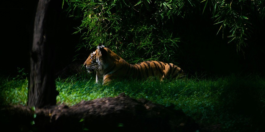 Bali Safari Night Safari
