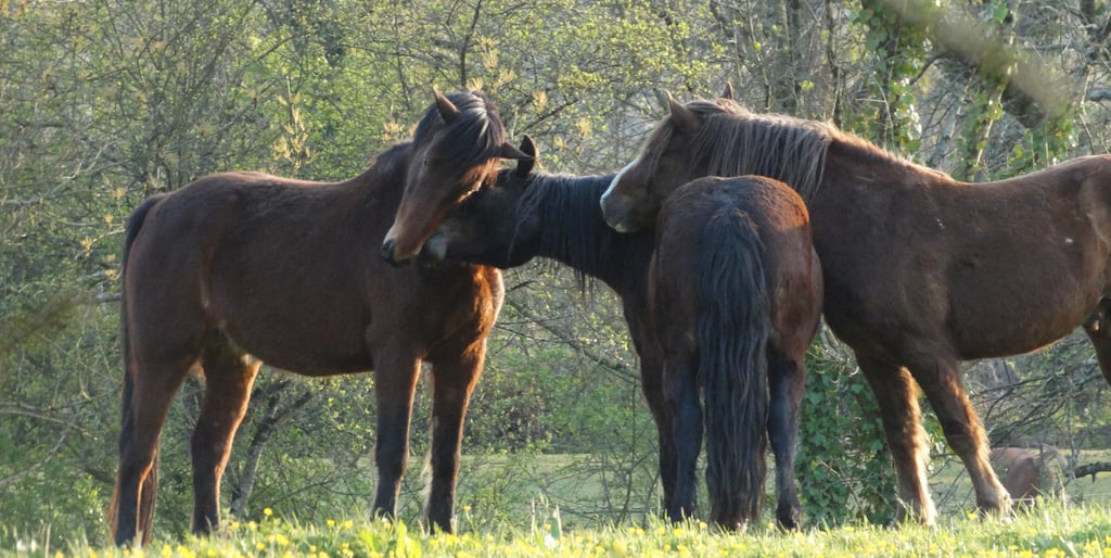 trois chevaux d'équithérapie se renifflant l'un à la tête sur le dos de l'autre