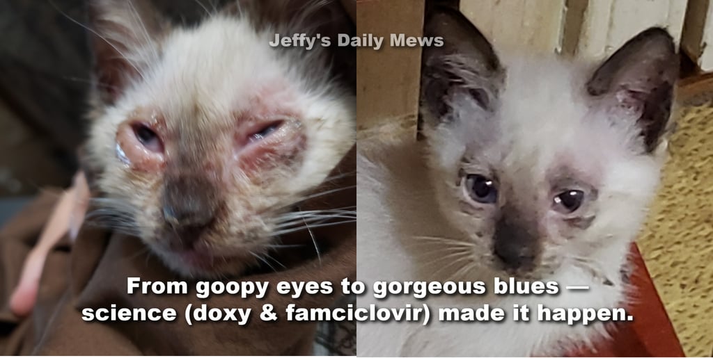 Before and after photos of a kitten with mycoplasma and feline herpesvirus.