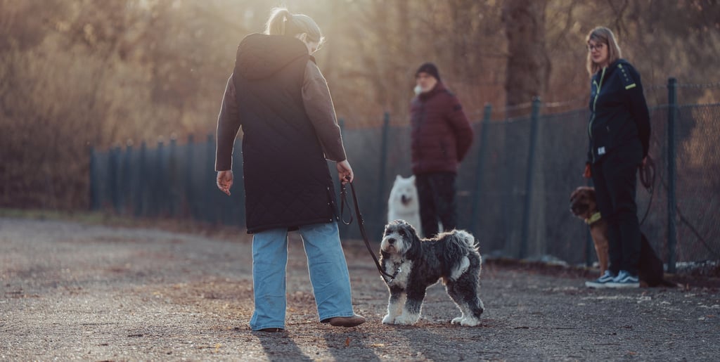 Während der Hundeschule - Kundin arbeitet mit ihrem Tibet-Terrier