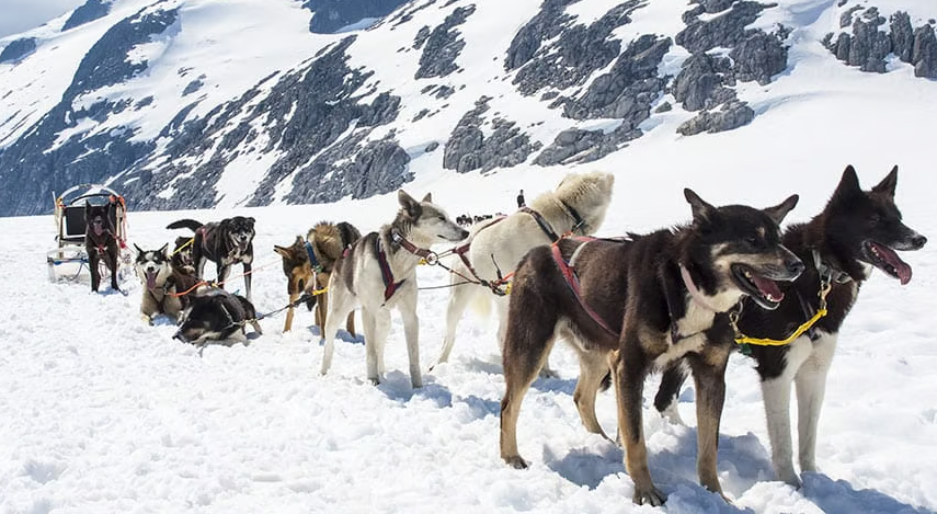 Sled dogs harnessed together for a dog sledding tour across a snowy Alaskan glacier.