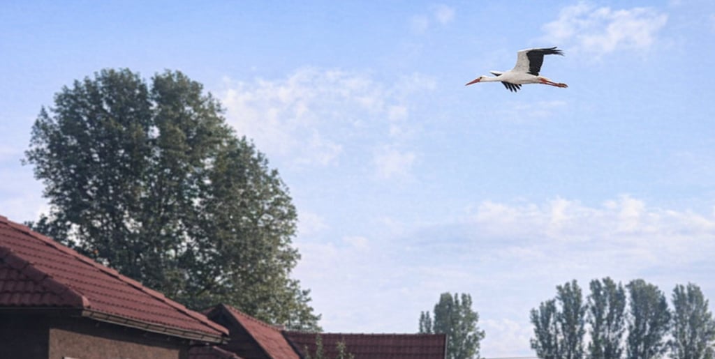 A stork flying gracefully over rooftops and trees in Kurtovo Konare, captured on a cloudy day and en