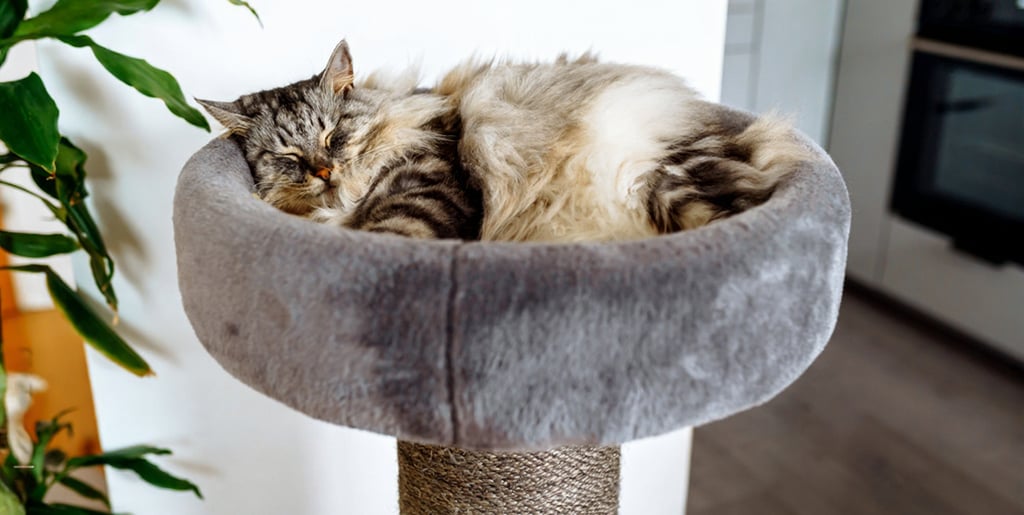 Langharige kat ligt heerlijk te slapen in de zachte, ronde mand bovenop een hoge krabpaal