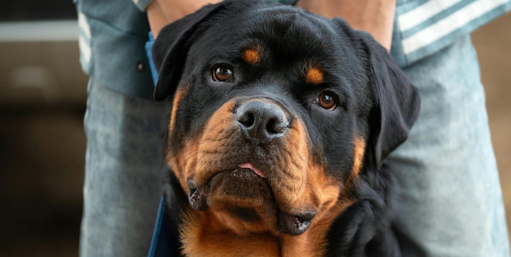 Raça Rottweiler