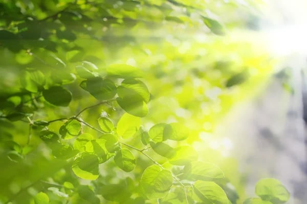 Close-up view of lush green leaves with sunlight filtering through, symbolizing the natural glow