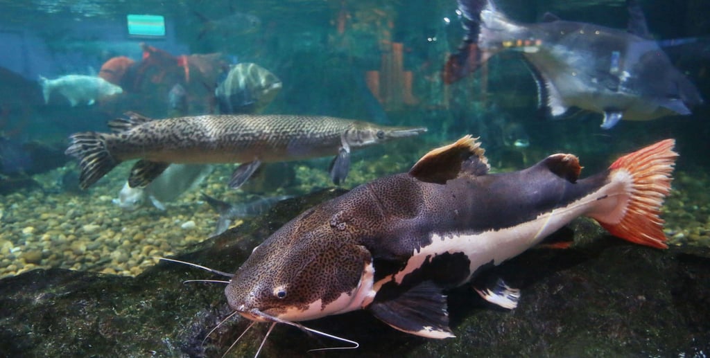 PEIXE PIRARARA COM VARIOS PEIXES  FUNDO RIO COM PEDRAS 