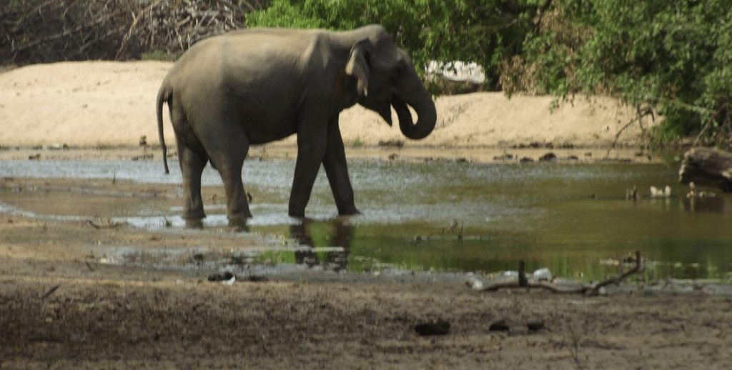 Yala Elephent