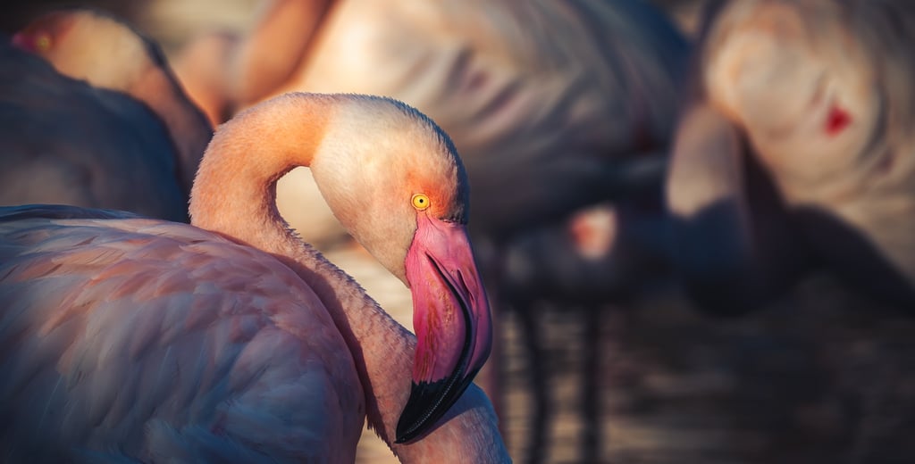 Portrait rapproché d'un flamant rose en Camargue, nuances rosées et regard captivant, par Jonathan Aubert, photographe spécia