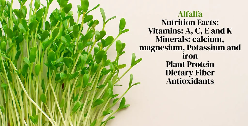 Fresh green alfalfa plant Medicago sativa rich in vitamins and minerals