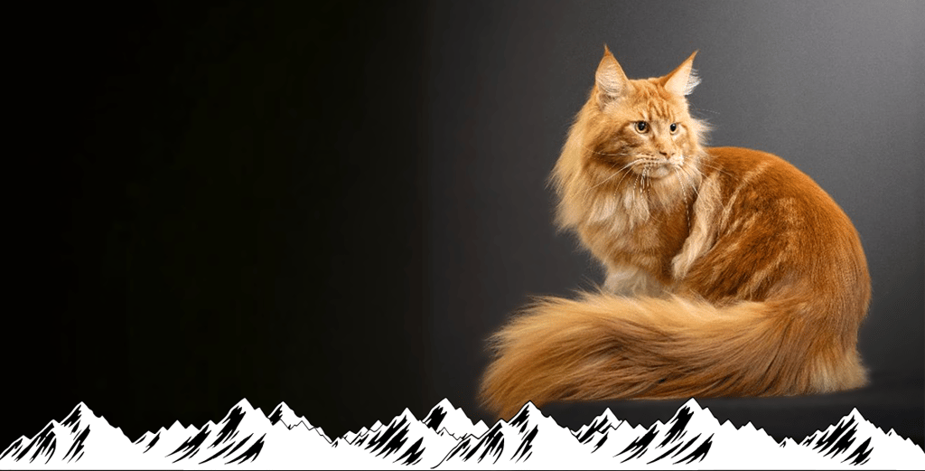 Mountain Rose Fenrisulfr large red Maine Coon. 2024/2025 CCA-AFC Best Maine Coon in Canada