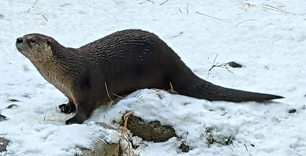 Blue Otter LLC strives design and produce projects support water quality and ecosystems.