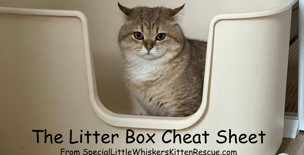 Cat using clean clumping litter box with proper setup and tracking mat