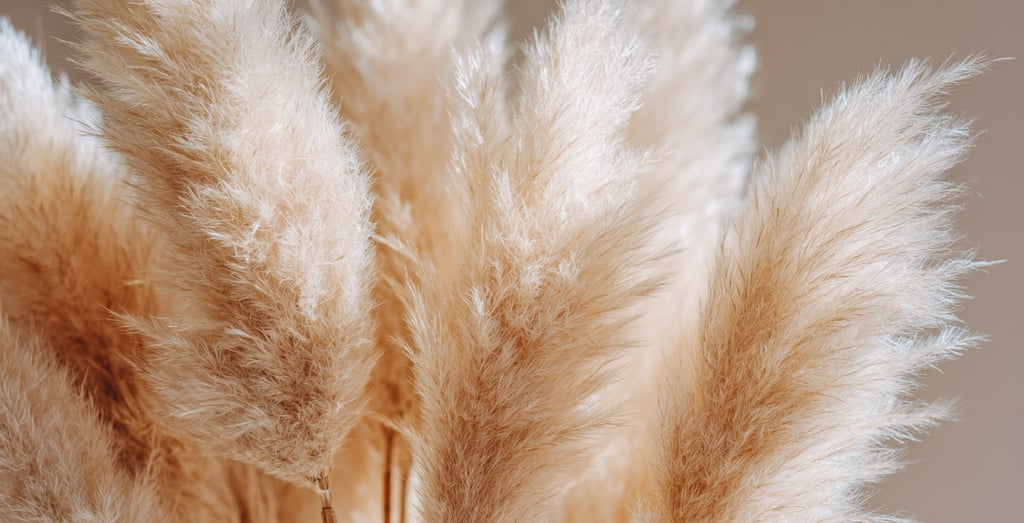 pampas grass supplier