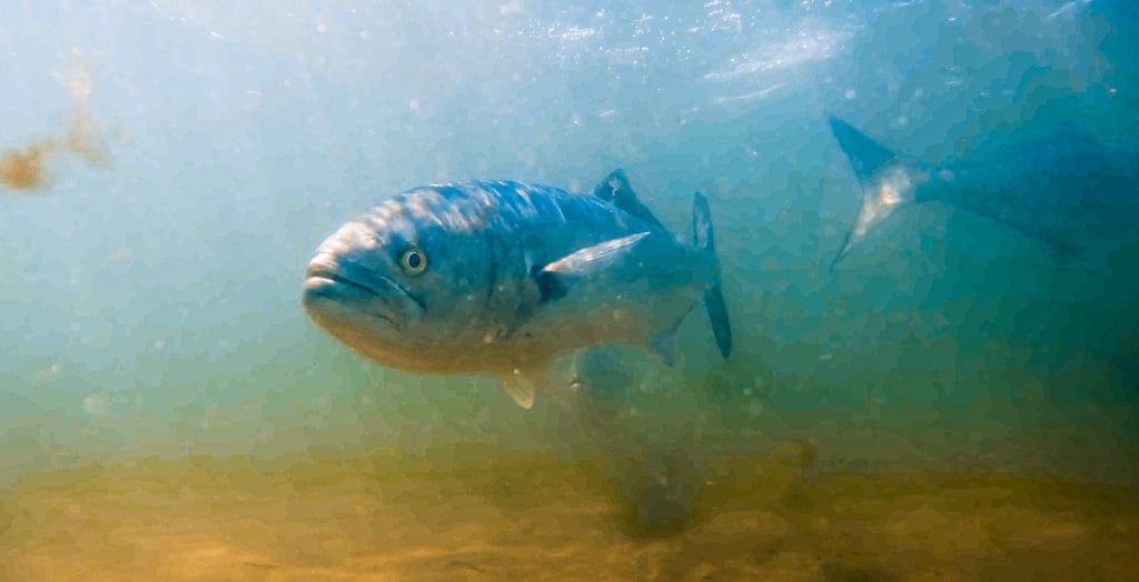 Bluefish on the flats, Long Island New York