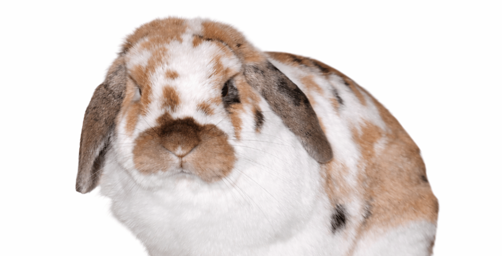Tricolor Hot Cross Buns contemplates Urinary Tract Infections in rabbits
