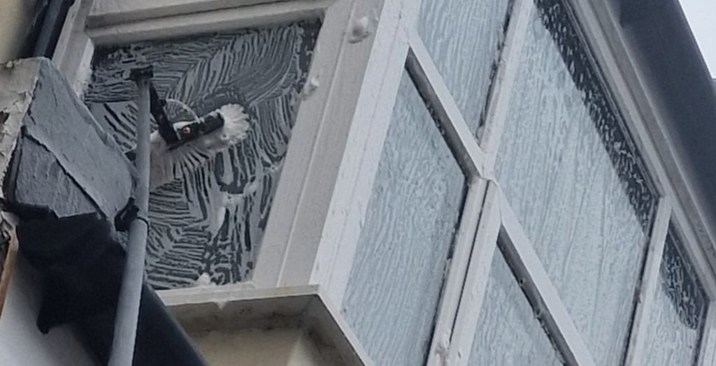 bexhill window cleaning cost