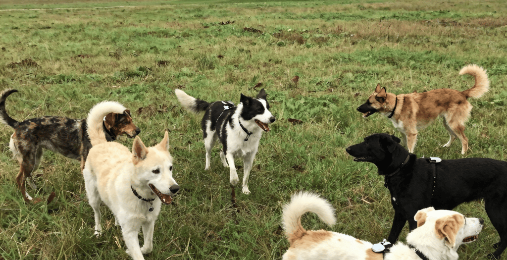 A group of six diverse dogs playing together in a grassy field with a farmhouse in the background.