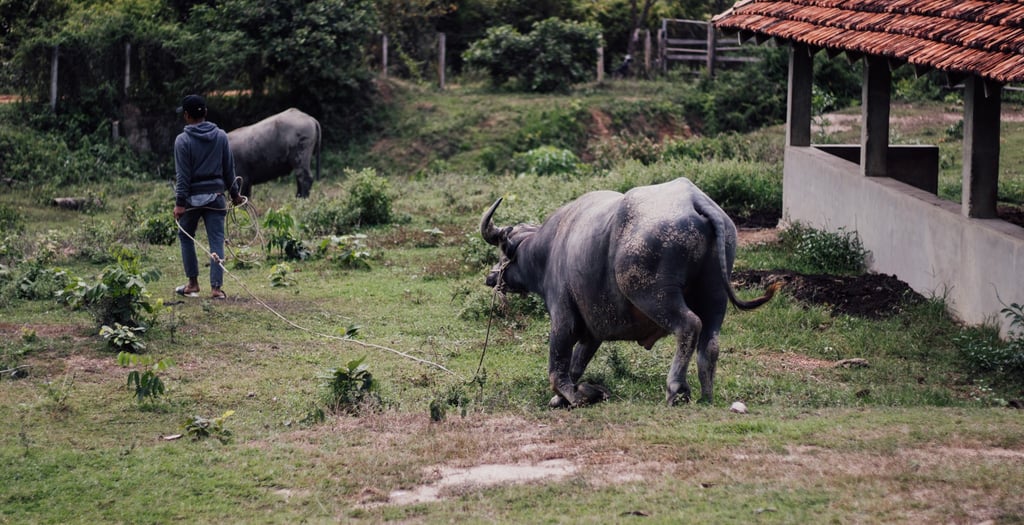 a man walking through a field with two bulls