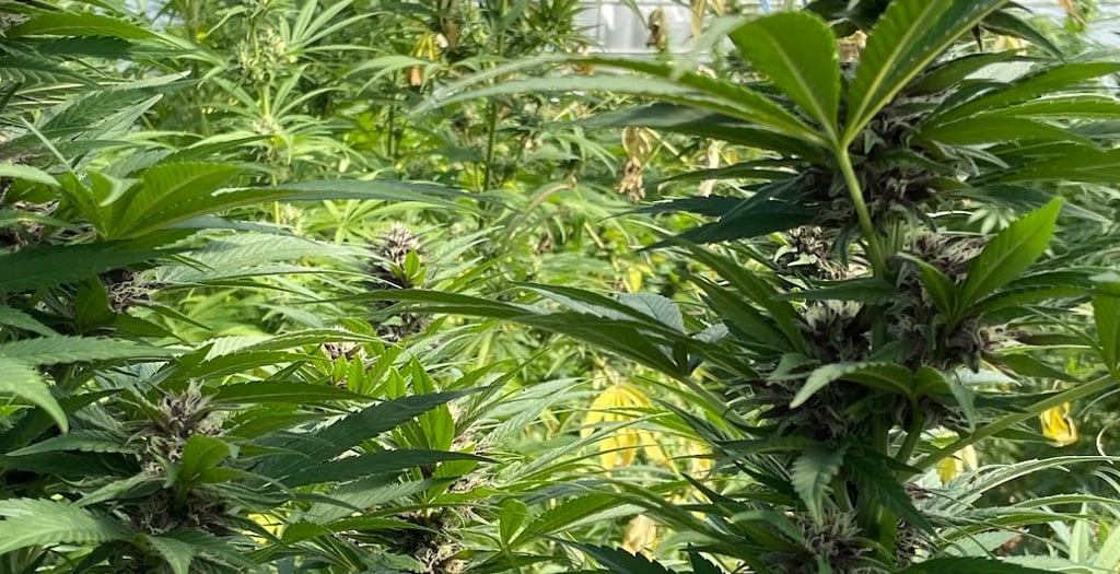 Nos fleurs de CBD à la Ferme de Belon
