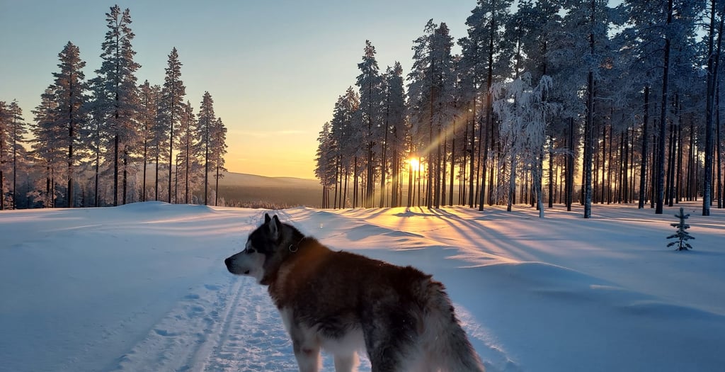 Un malamute d'Alaska se tenant sur une piste enneigée au lever du soleil, entouré de sapins