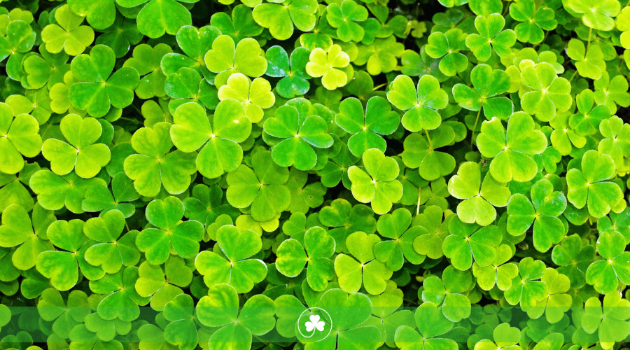 imagen con representación de multitud de tréboles