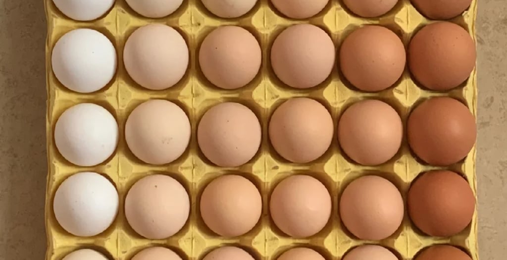 Poultry Egg cold room and cold storage