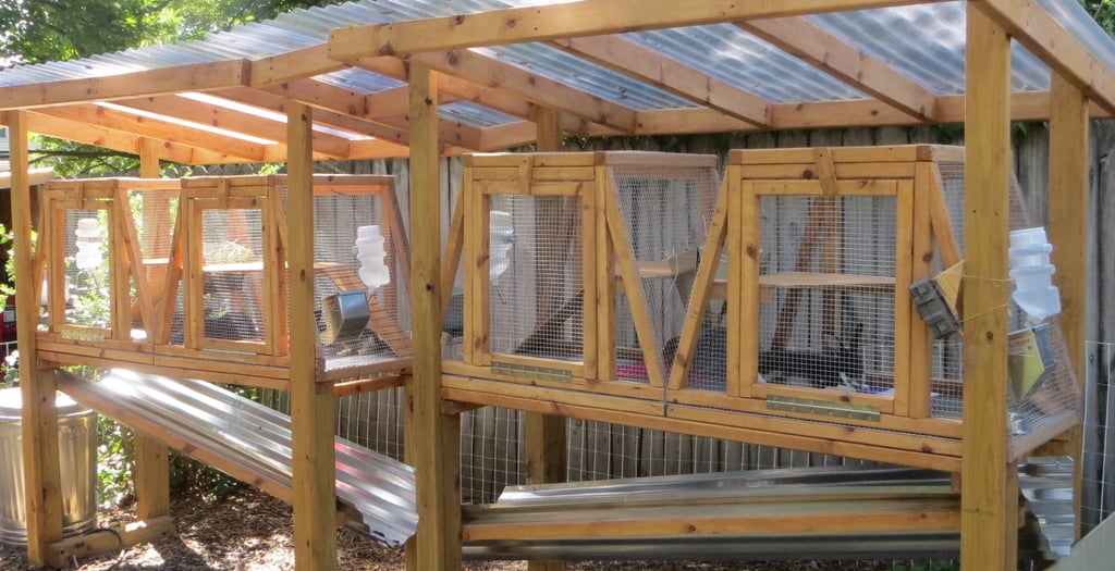 Our Rabbits in the hutch